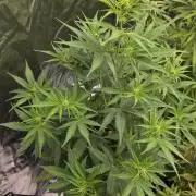 Sensi Seeds - Sticky Orange XXL Auto