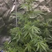 Sensi Seeds - Sticky Orange XXL Auto
