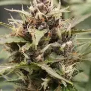 Banana Kush Cake (First Grow)