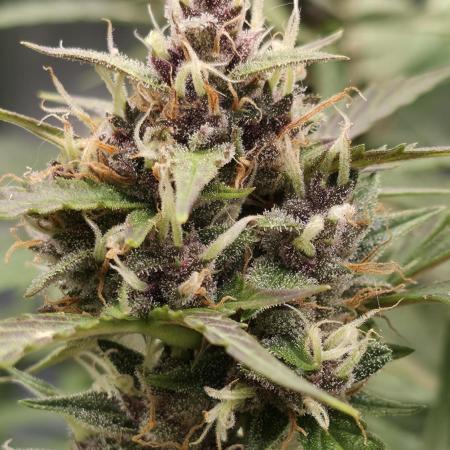 Banana Kush Cake (First Grow)
