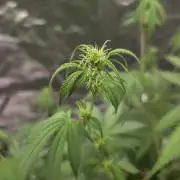 NL autos (First Grow)