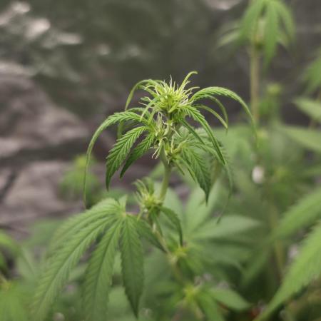 NL autos (First Grow)