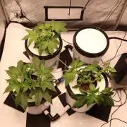 Hydro