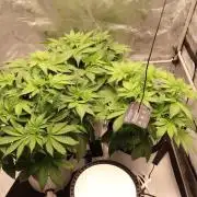 Hydro