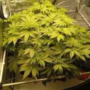 Hydro