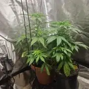 Adventures of greenthumbs
