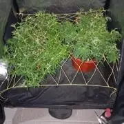 Mi primer cultivo