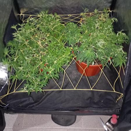Mi primer cultivo