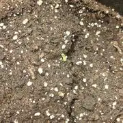 NYC SOUR DIESEL Auto