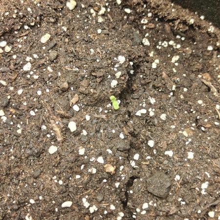 NYC SOUR DIESEL Auto