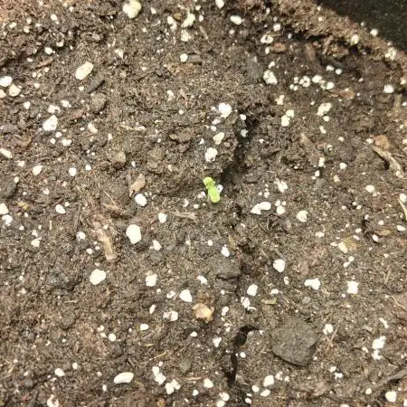 NYC SOUR DIESEL Auto