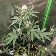 Apple Fritter
