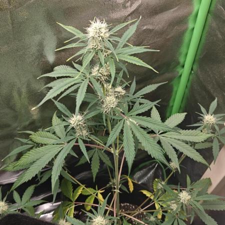 Apple Fritter