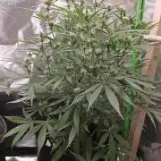 Apple Fritter