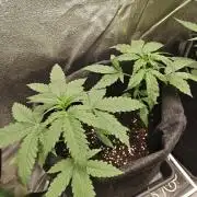 2x Royal CBG