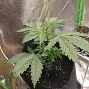 NYC SOUR DIESEL Auto