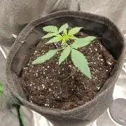 Tropicana Cookies Purple