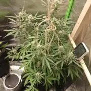 Apple Fritter