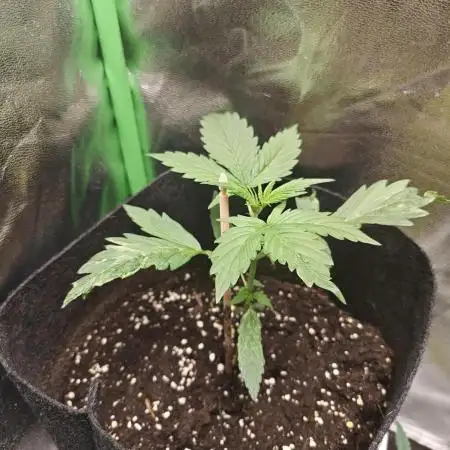 NYC SOUR DIESEL Auto