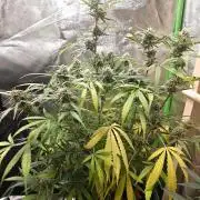Apple Fritter