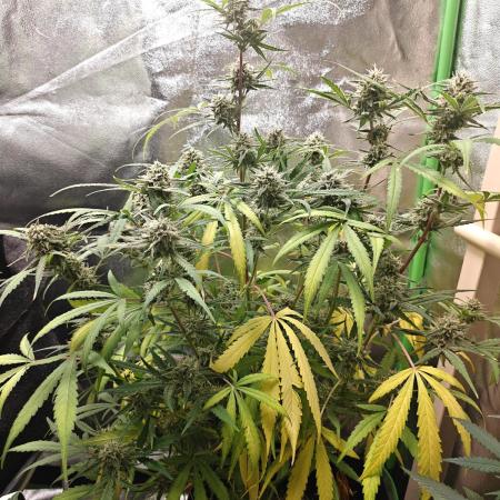 Apple Fritter