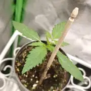 Tropicana Cookies Purple