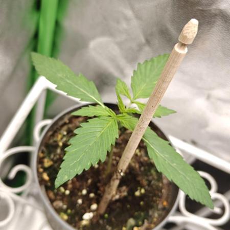 Tropicana Cookies Purple