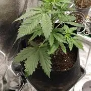 NYC SOUR DIESEL Auto