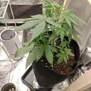NYC SOUR DIESEL Auto