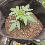 Apple Fritter