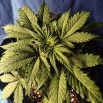 Blueberry | Purple Quest Candidate #5