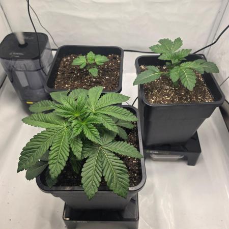 Black-C Beginners Grow