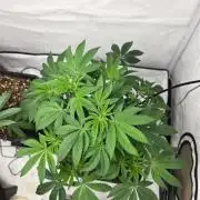 Black-C Beginners Grow
