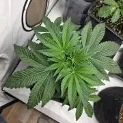 Black-C Beginners Grow