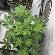 Black-C Beginners Grow
