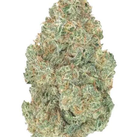 Black-C Beginners Grow