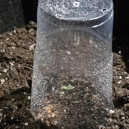 First ever grow