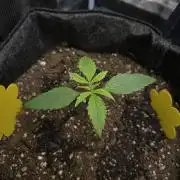 First ever grow
