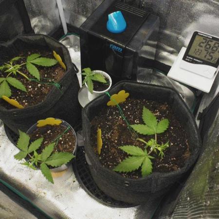 First ever grow