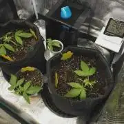 First ever grow