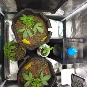 First ever grow
