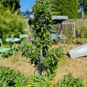 Sensi Seeds Auto
