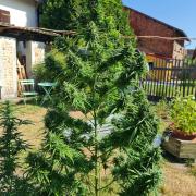 Sensi Seeds Auto