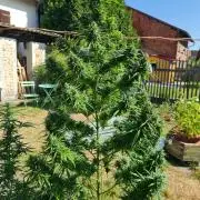 Sensi Seeds Auto