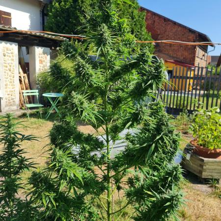 Sensi Seeds Auto