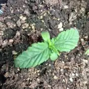 2 mystery seeds