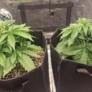 MrScottishbud420