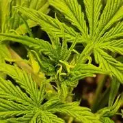 MrScottishbud420