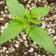 MrScottishbud420