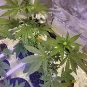 From The Dirt Genetics